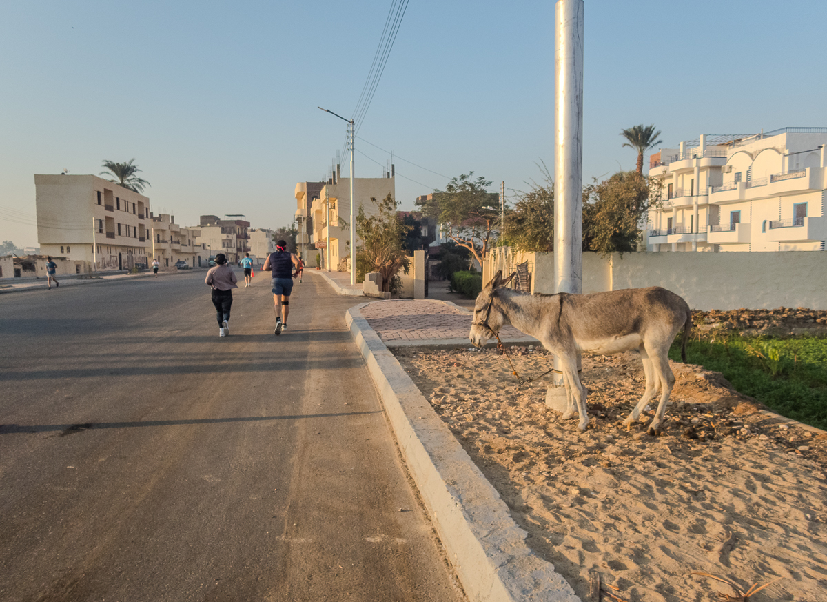 Egyptian Marathon 2025 - Tor Rnnow